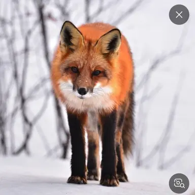 Profile image of 리카