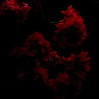 Profile image of 플래그