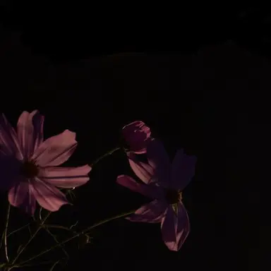 Profile image of 선하