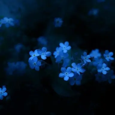 Profile image of 파이브