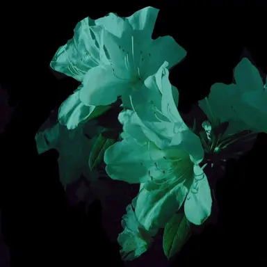 Profile image of 예엥