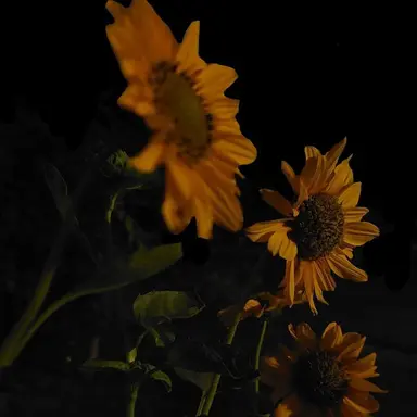 Profile image of 쪼만