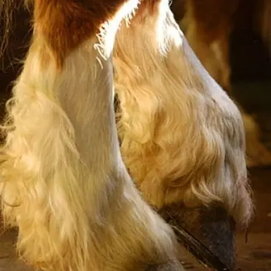 Profile image of Centaurs