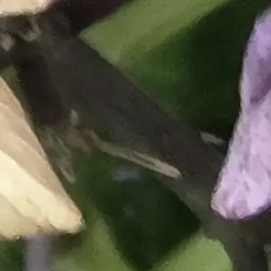 Profile image of 로맨스