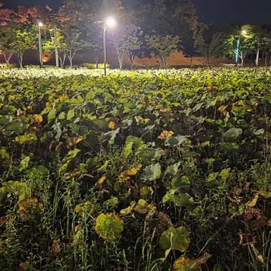 Profile image of Deokgae