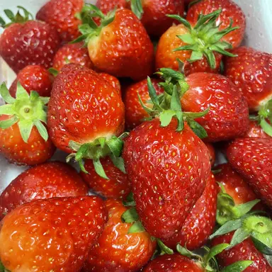 Profile image of 여우