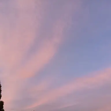 Profile image of 桜