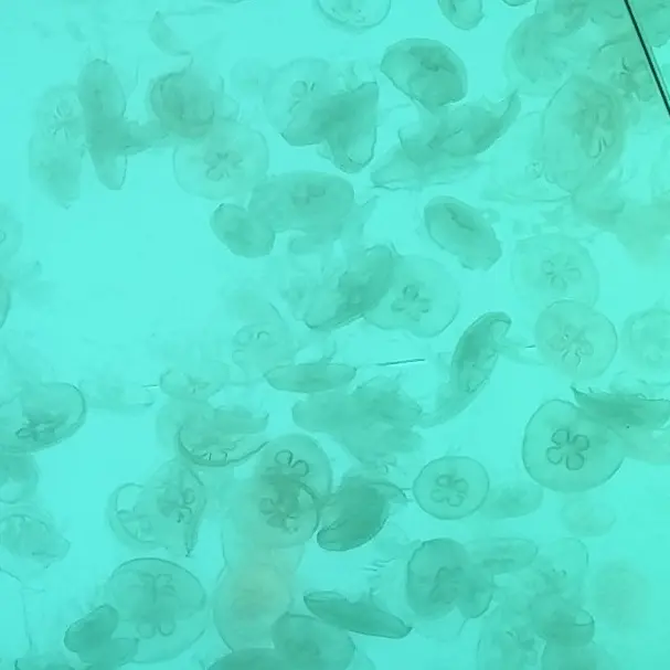 jellyfish.397.의 あのなぁ