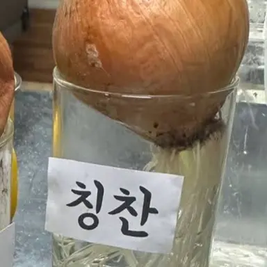 Profile image of 칭찬 양파.