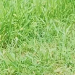 Profile image of 阿部亮平
