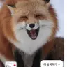 Profile image of 여우