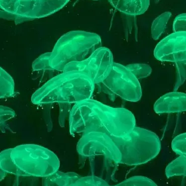 jy_eo10의 동거하는 이반, 틸 (당신이 이반!)