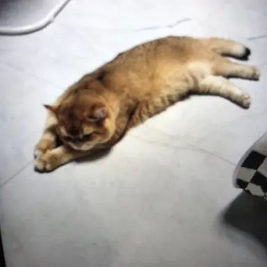 Profile image of 김승연