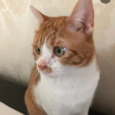 Profile image of 나예