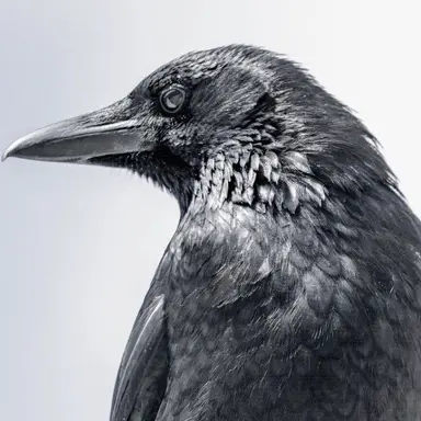 Profile image of クエーレ