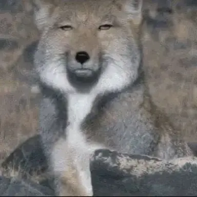 Profile image of 여우