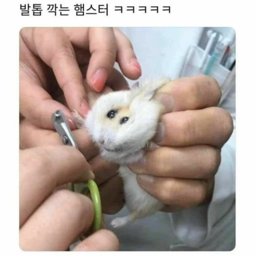 ㅋㅋㅋ햄찌