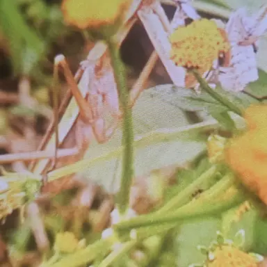 Profile image of 사마지
