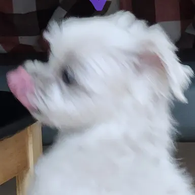 Profile image of 흰색냥