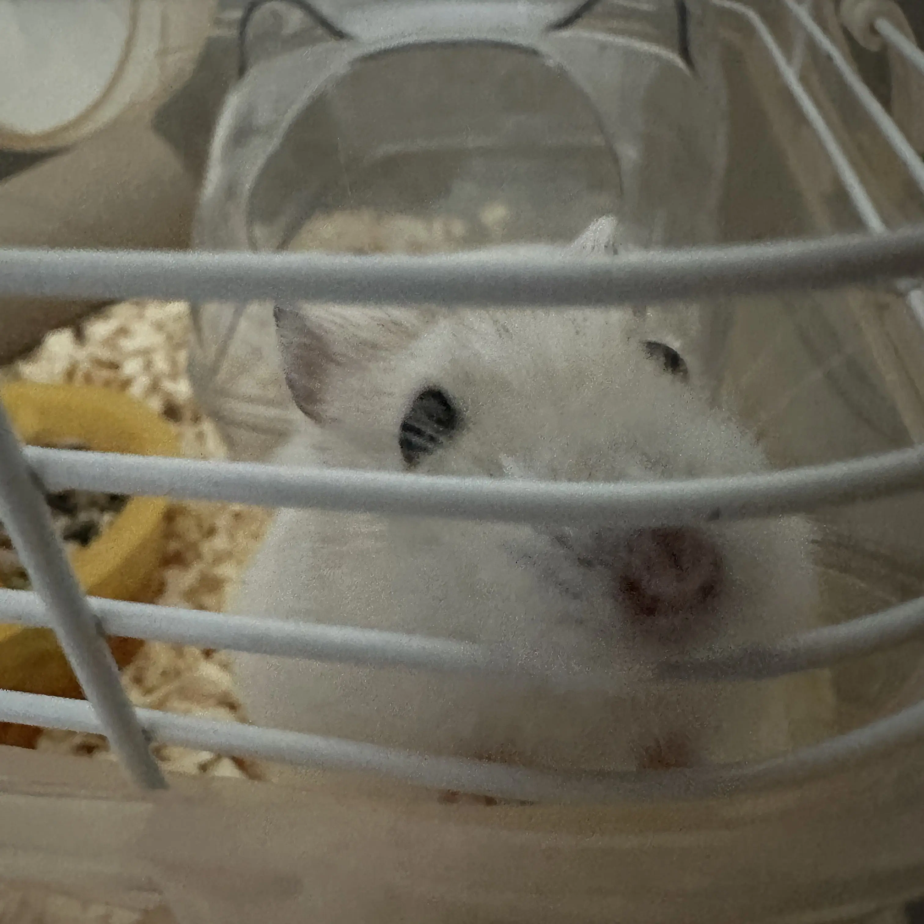 BraveDew4039의 원더고