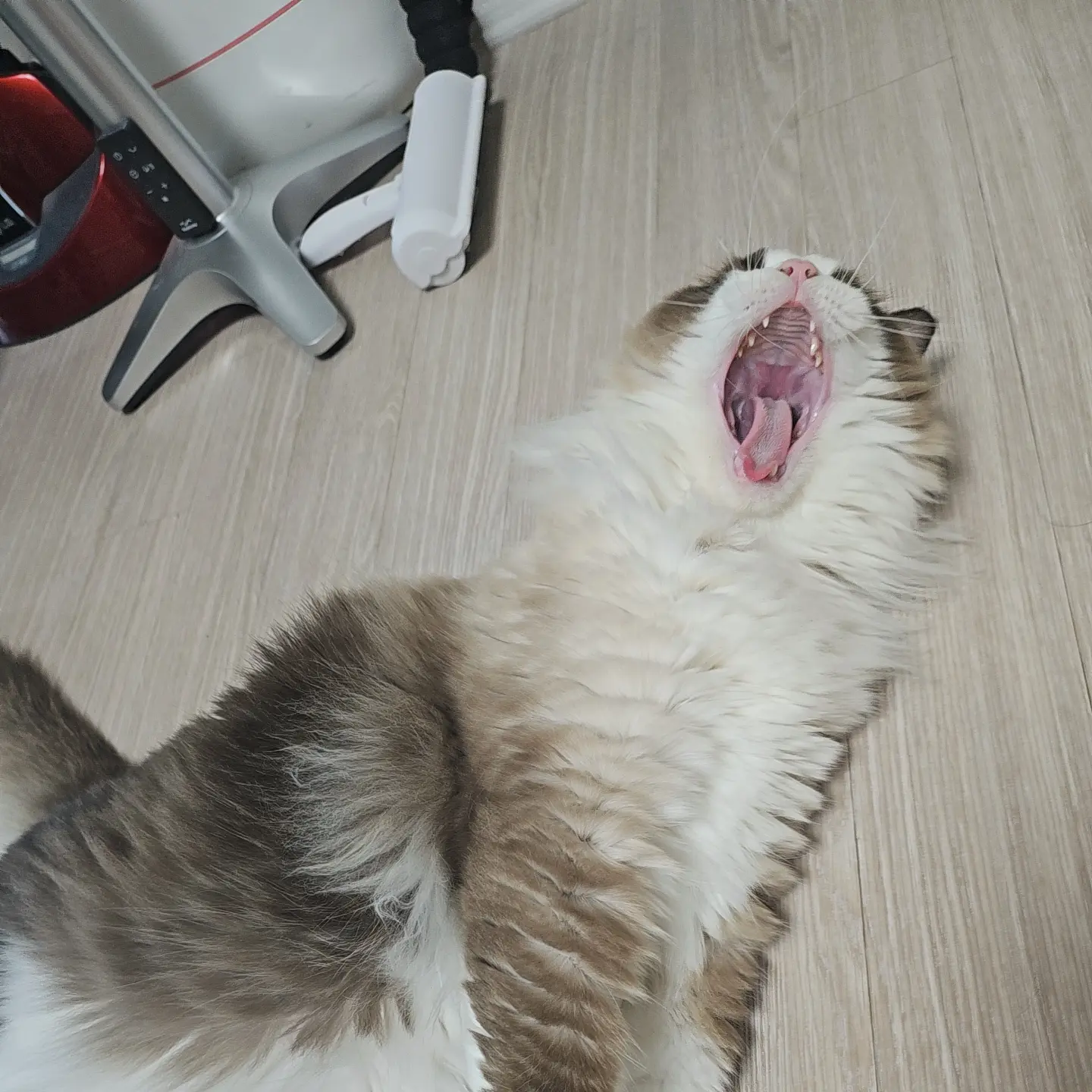 mygogono의 국가통치