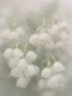 NINGEN1206의 君にメロメロな双黒