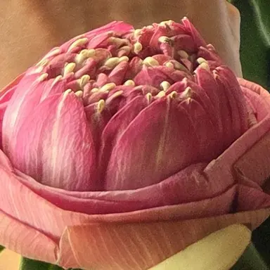 Profile image of 메타