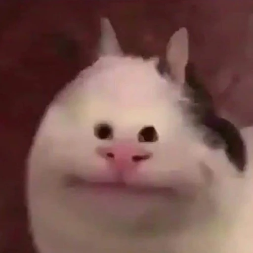 윤히스