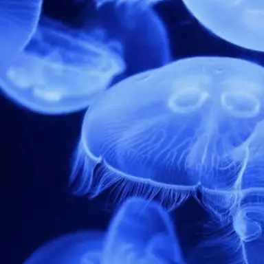 Profile image of 伊野尾慧