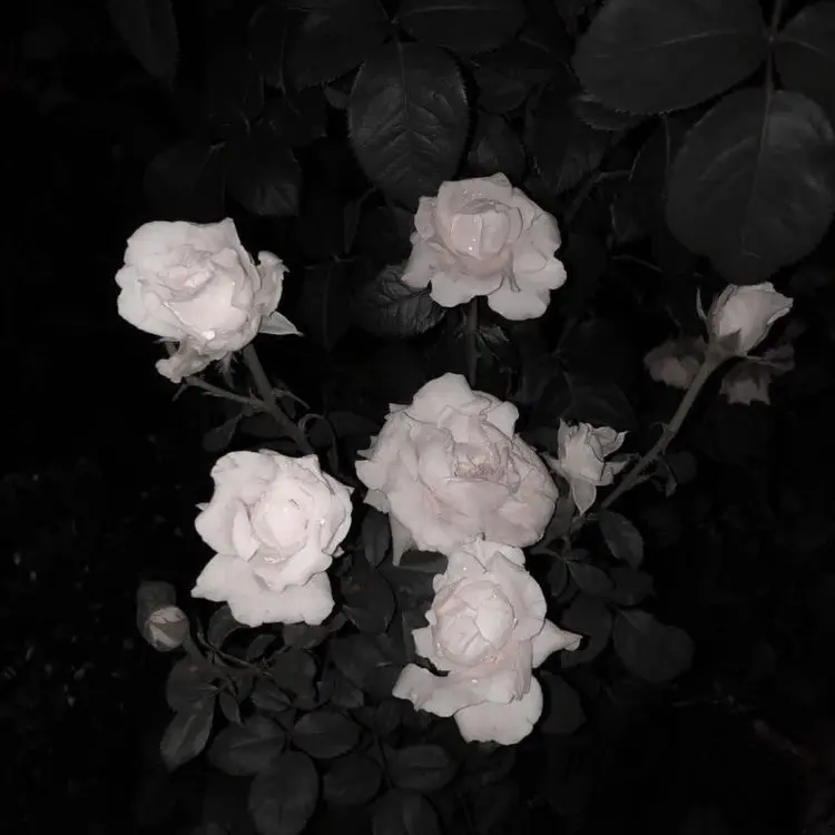 NoisyCodec2057의 김준구