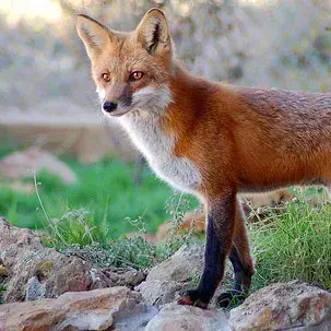 Profile image of 이타즈라노 사사야키