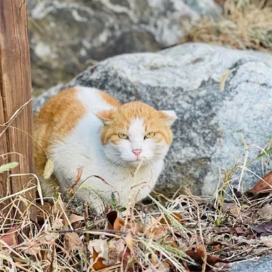 Profile image of 털바퀴들