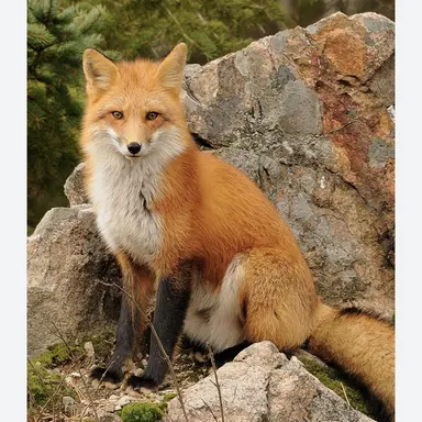 Profile image of 여우