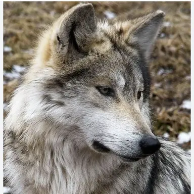 Profile image of 늑대