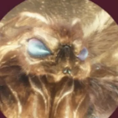 Profile image of モスラ