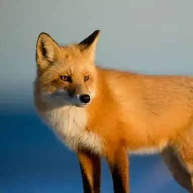 Profile image of ヨウ
