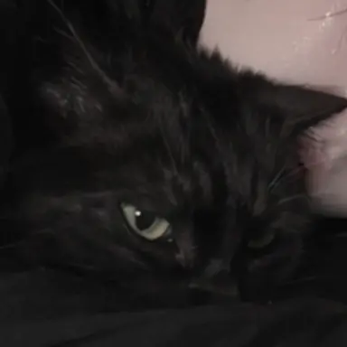 Profile image of Coco