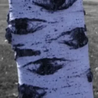 Profile image of 사시나무