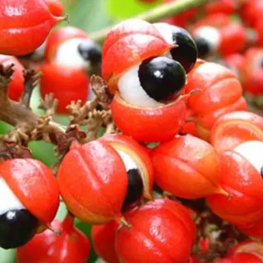 Profile image of 과라나