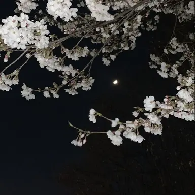 Profile image of 아주르