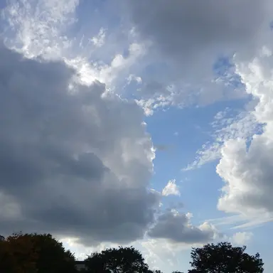 Profile image of 여우