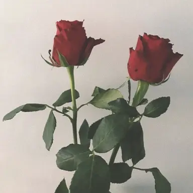 Profile image of 宮舘涼太