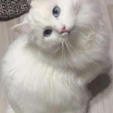 Profile image of Leo