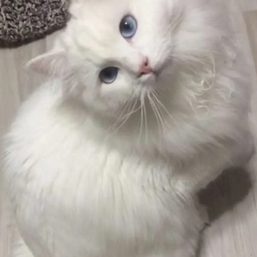 Vapegirl1623의 My Cat Was Never a Cat
