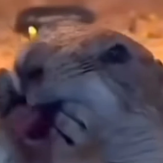 바나나 킥