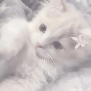 Profile image of 변서연