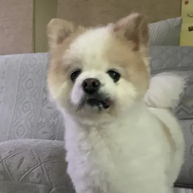 Profile image of 화이트