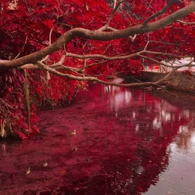 Profile image of 플래그