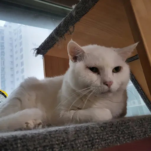 FabricPath9567의 고양이 루비