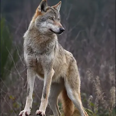 Profile image of 늑대